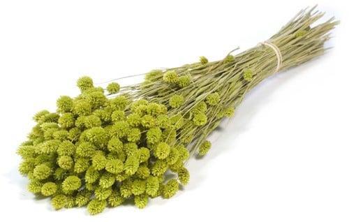 Phalaris Groen droogbloemen, Huis en Inrichting, Woonaccessoires | Kunstplanten en Kunstbloemen, Nieuw