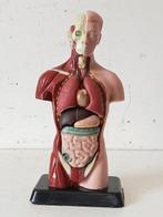 Anatomisch model- Kunststof beschilderd met polychrome
