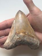 Megalodon tand 11,1 cm - Fossiele tand - Carcharocles, Verzamelen, Mineralen en Fossielen