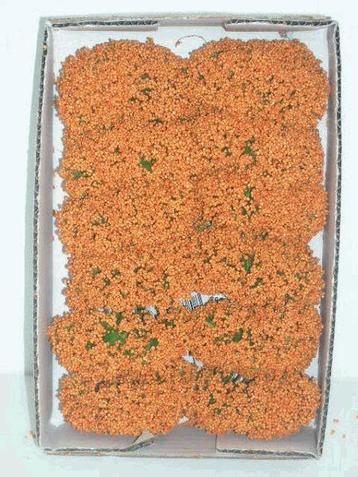 Fieldberries oranje doosje voor bloemschikken ro