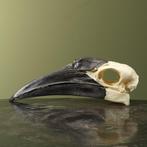 hoornraaf Taxidermie volledige montage - Bucorvus, Verzamelen, Nieuw