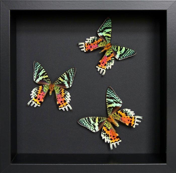 Papillon Support de corps entier pour taxidermie - Urania, Verzamelen, Dierenverzamelingen