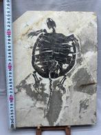 Schildpad - Fossiele plaatmatrix - Manchurochelys( BIG!) -