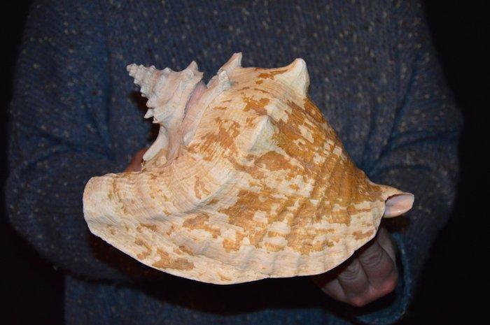 Zeeslak Zeeschelp - M-444 STROMBUS GIGAS (Zonder, Verzamelen, Dierenverzamelingen
