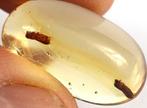 Copal - Ambre - Jurassic park - Two termites in Copal amber
