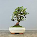 Chinese iep bonsai (Ulmus parviflora) - Hoogte (boom): 20 cm