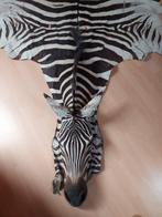 Zebra Balg - Equus quagga - 1 cm - 2.2 m - 3.3 m -, Verzamelen, Nieuw