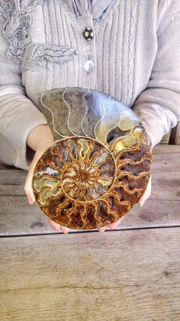 Nautilus - Fossiel skelet - Ammonite Cleoniceras - Large -