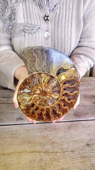 Nautilus - Fossiel skelet - Ammonite Cleoniceras - Large -, Verzamelen, Dierenverzamelingen
