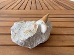 Fossiel - Fossiele tand - Otodus obliquus - 7 cm - 9 cm