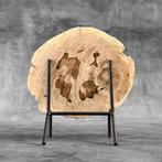 Magnifique tranche de bois pétrifié sur un socle