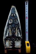 Reptile marin - Crâne fossile - Nothosaurus - 30 cm - 14 cm