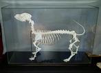 tekkel Squelette - Canis lupus familiaris - 44 cm - 64 cm -, Collections