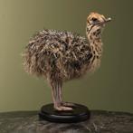 Struisvogel Kuiken Taxidermie Opgezette Dieren By Max, Ophalen of Verzenden, Opgezet dier
