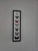 Vlinder Taxidermie volledige montage - Lepidoptera - 53 cm -, Verzamelen, Nieuw