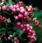 symphoricarpos (mother of pearl) bonsai in mooie