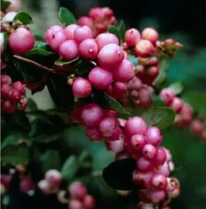 symphoricarpos (mother of pearl) bonsai in mooie, Antiek en Kunst, Curiosa en Brocante