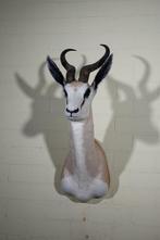 Springbok sud-africain Support mural pour taxidermie -