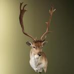 Damhert Taxidermie Opgezette Dieren By Max, Ophalen of Verzenden, Nieuw, Wild dier, Opgezet dier