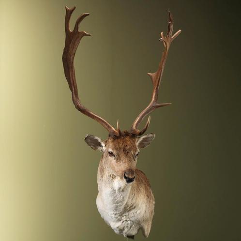 Damhert Taxidermie Opgezette Dieren By Max, Verzamelen, Dierenverzamelingen, Opgezet dier, Nieuw, Wild dier, Ophalen of Verzenden