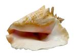 Lobatus Gigas Zeeschelp - Mod. Queen Conch o Lambì -