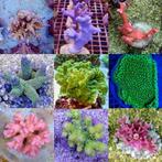 SPS koralen Mix Pack (10 SPS koralen), Dieren en Toebehoren, Vissen | Aquaria en Toebehoren, Nieuw, Verzenden