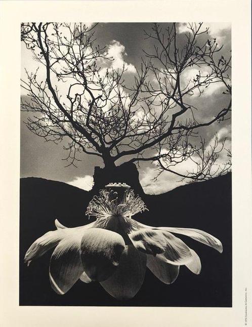Jerry Uelsmann - Untitled, 1968, Antiek en Kunst, Kunst | Schilderijen | Modern
