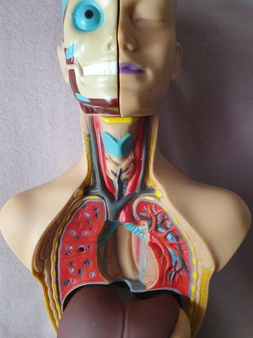 Modèle d’éducation/de démonstration - Plastique - 1990-2000, Antiek en Kunst, Antiek | Wandborden en Tegels