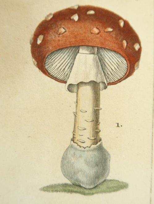 Orfila /Turpin - Leçons de Médecine légale - Leçons de, Antiek en Kunst, Antiek | Boeken en Manuscripten