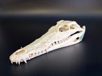 Nijlkrokodil Schedel - Crocodylus niloticus - 5.5 cm - 9 cm, Verzamelen, Dierenverzamelingen, Nieuw