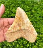 Megalodon - Fossiele tand - 13 cm - 10 cm, Verzamelen