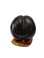 sculptuur, “Coco de Mer” nut - in the shape of - Hand-carved