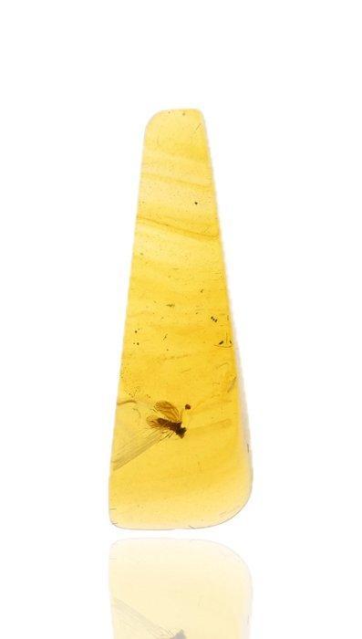 Birmese barnsteen - Fossiele cabochon - - Lot of 3 pieces,, Collections, Minéraux & Fossiles