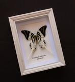 Papillon Support de corps entier pour taxidermie - Graphium, Antiquités & Art