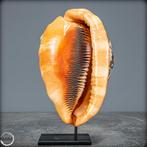 Cassis Rufa naturel très rare Coquille descargot de mer-, Nieuw