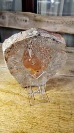 Crinoide - Fossiele sterfteplaat - Scyphocrinites elegans -, Verzamelen