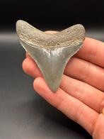 Megalodon - Fossiele tand - Carcharias Megalodon - 7 cm -, Verzamelen, Mineralen en Fossielen