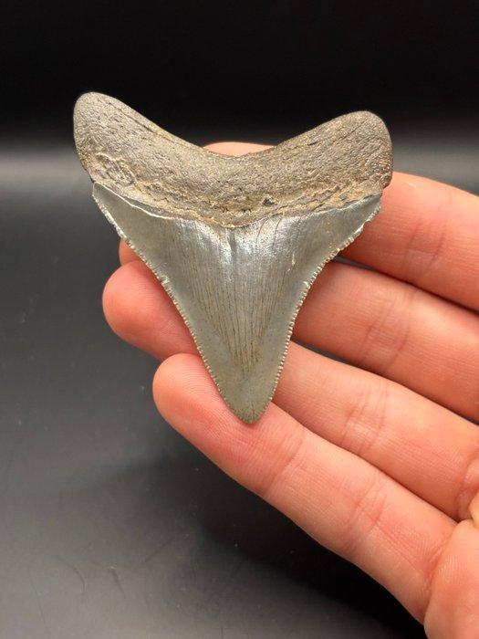 Megalodon - Fossiele tand - Carcharias Megalodon - 7 cm -, Verzamelen, Mineralen en Fossielen