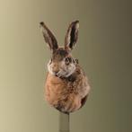Haas Taxidermie Opgezette Dieren By Max, Verzamelen, Dierenverzamelingen, Ophalen of Verzenden, Nieuw, Wild dier, Opgezet dier