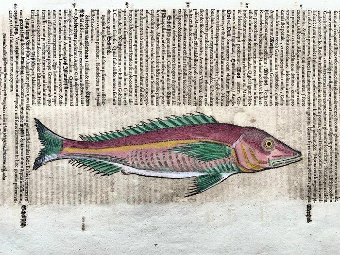 Conrad Gesner [Konrad Gessner] 1516-1565: Fishbuch: European, Antiquités & Art, Antiquités | Livres & Manuscrits