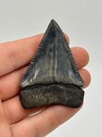 Requin - Dents fossiles - Carcharocles carcharias - 68 mm -, Collections