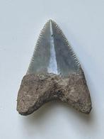 Megalodon tand 4,1 cm - Fossiele tand - Carcharocles, Verzamelen