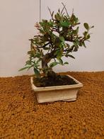 Vuurdoorn bonsai (Pyracantha) - Hoogte (boom): 25 cm -