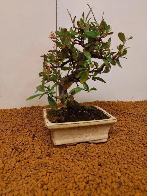 Vuurdoorn bonsai (Pyracantha) - Hoogte (boom): 25 cm -, Antiek en Kunst, Curiosa en Brocante