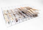 Verzameling van torenslakken Skelet - Terebra, Turritellidae, Nieuw