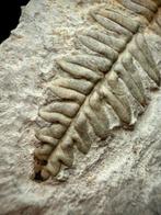 Perfecte fossiele varen uit Oklahoma - Gefossiliseerde plant