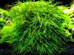 Tropica Taxiphyllum  Giant moss, Animaux & Accessoires, Verzenden