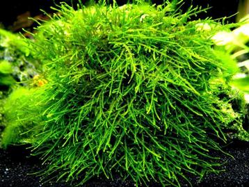 Tropica Taxiphyllum  Giant moss beschikbaar voor biedingen