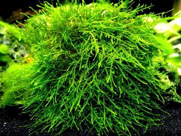 Tropica Taxiphyllum  Giant moss beschikbaar voor biedingen