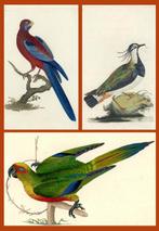 Edward Donovan: 6 hand coloured engravings from various, Antiek en Kunst